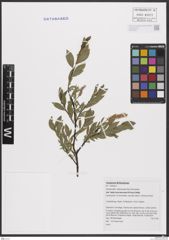 Foto von Salix breviserrata Flod.